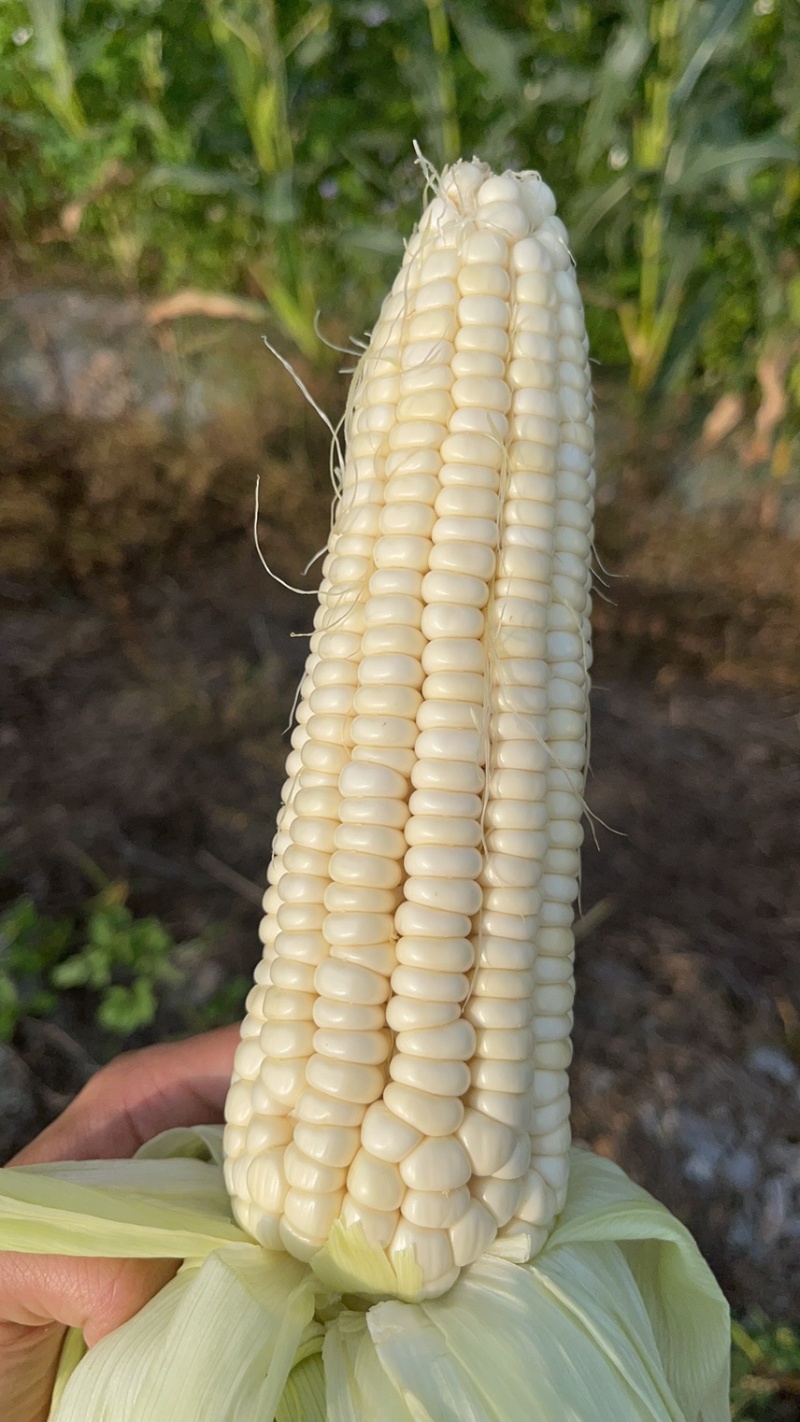 玉米🌽万糯2000
