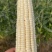 玉米🌽万糯2000