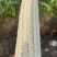 玉米🌽万糯2000