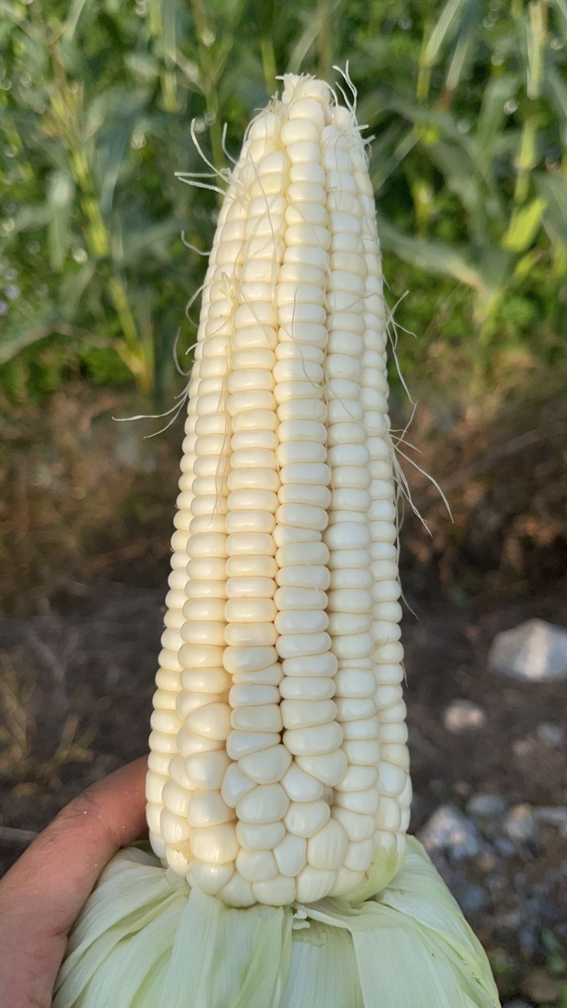 玉米🌽万糯2000