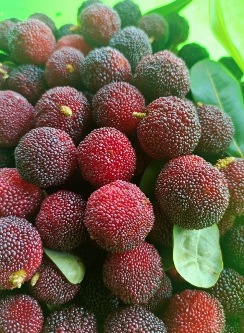 特早杨梅