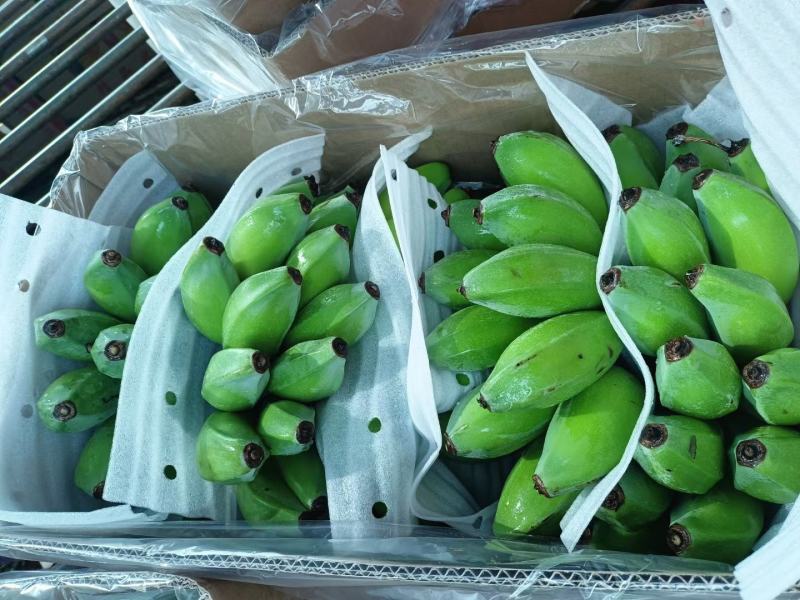 苹果蕉