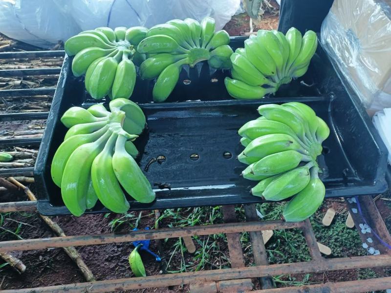 苹果蕉