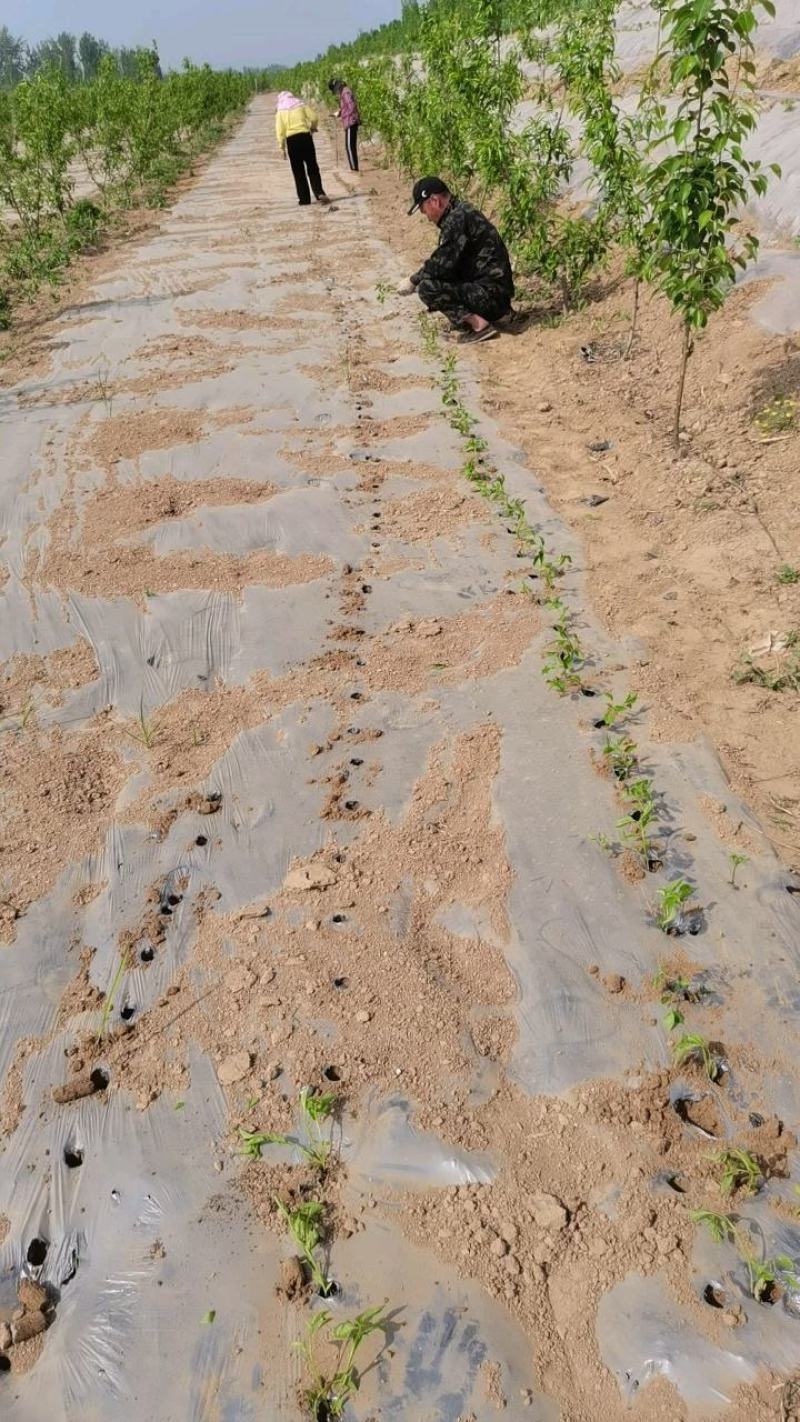 朝天椒辣椒苗，耐运输，基地直发提供技术，抗重插优选品