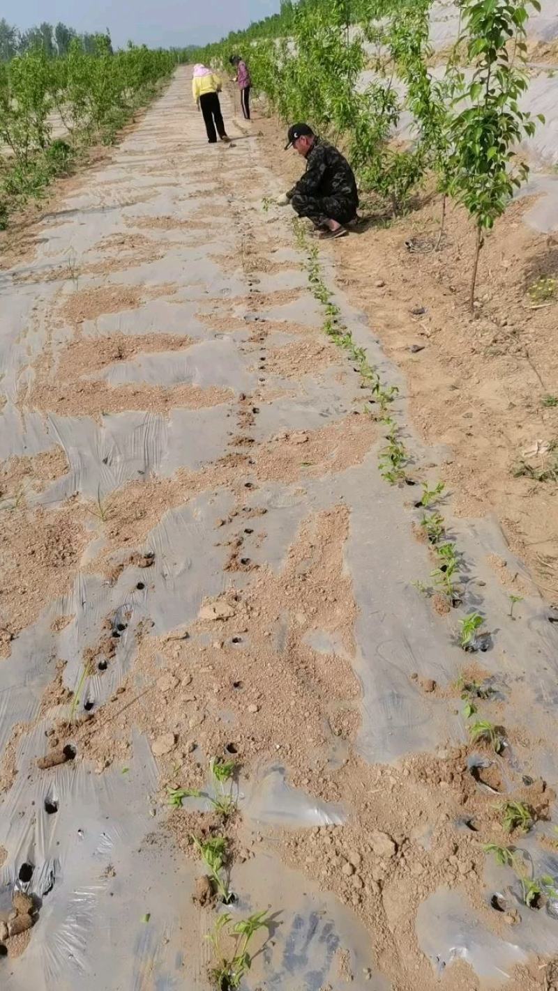 朝天椒辣椒苗，耐运输，基地直发提供技术，抗重插优选品