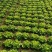 南通生菜意大利生菜品质保证量大从优整车代发