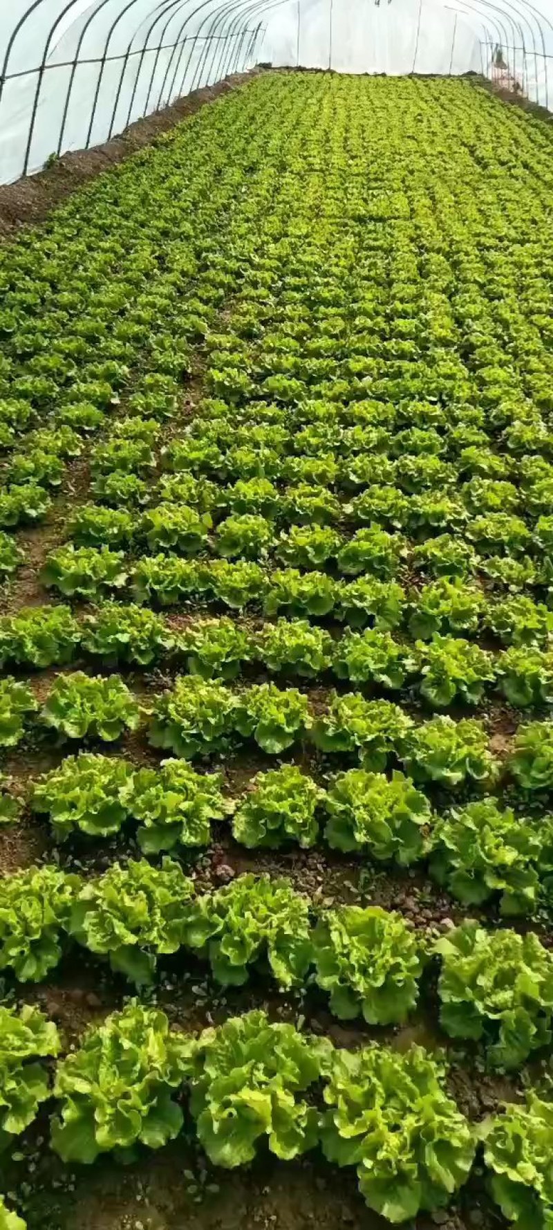 南通生菜意大利生菜品质保证量大从优整车代发