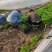 预售辣椒苗育苗基地朝天椒菜椒小米辣大量