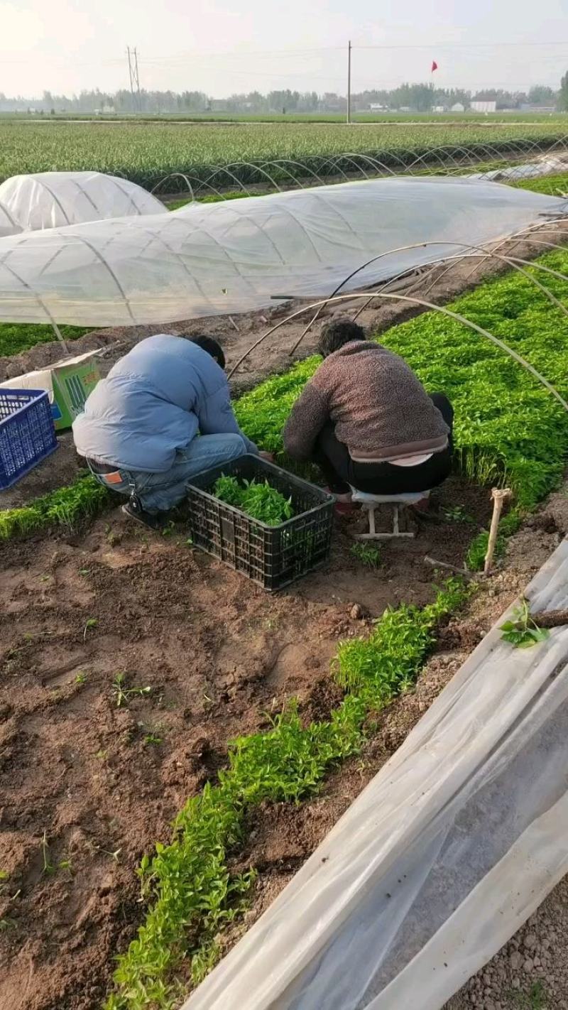 预售辣椒苗育苗基地朝天椒菜椒小米辣大量