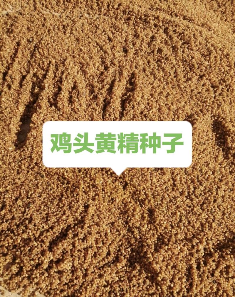 【优选商家】东北道地鸡头黄精种子，种子质量好，纯度高