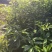 木荷一年至10年苗，有地苗，杯苗，质量保证