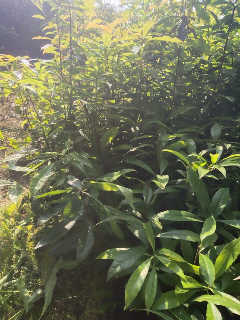 木荷一年至10年苗，有地苗，杯苗，质量保证