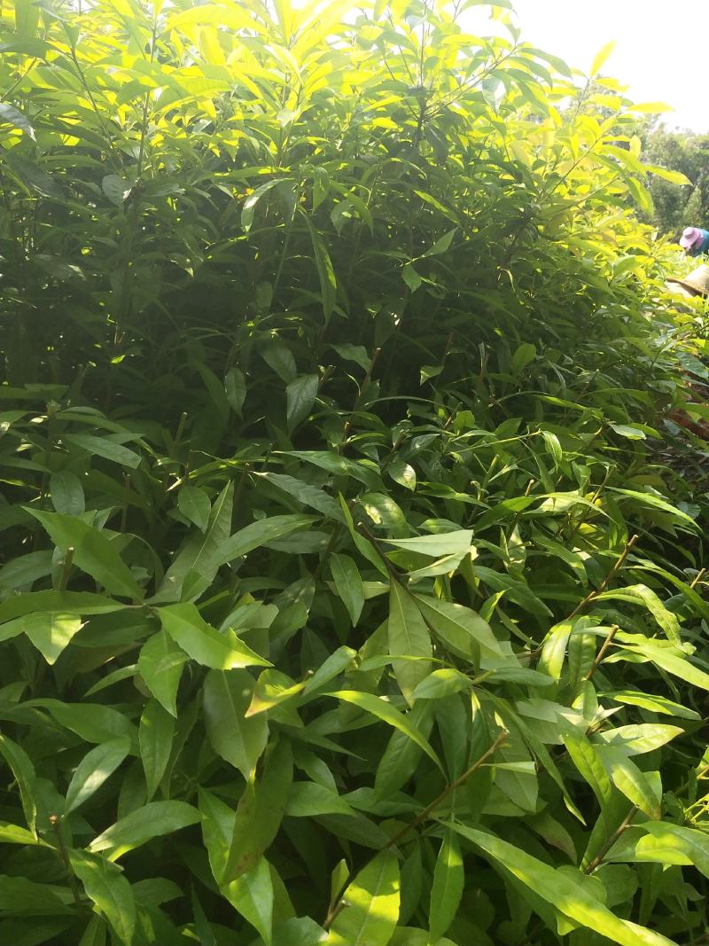 木荷一年至10年苗，有地苗，杯苗，质量保证