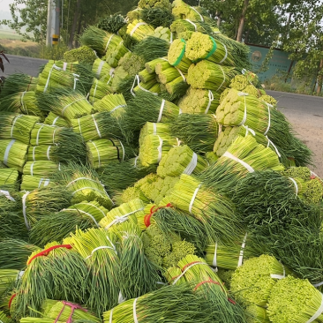 蒜薹/精品红帽短苔子/干苔无泡水/产地直发/质优价廉