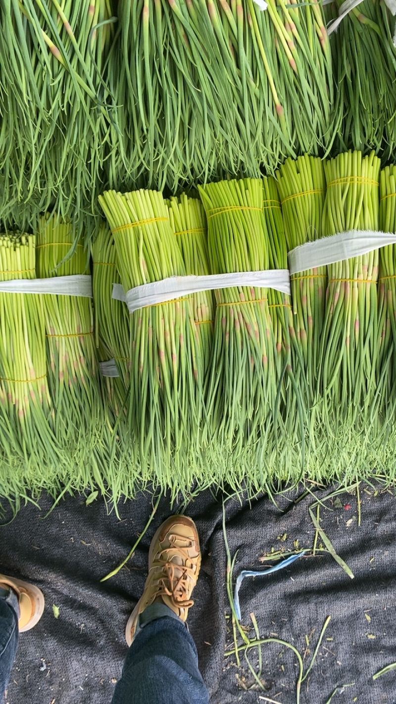 蒜薹/精品红帽短苔子/干苔无泡水/产地直发/质优价廉