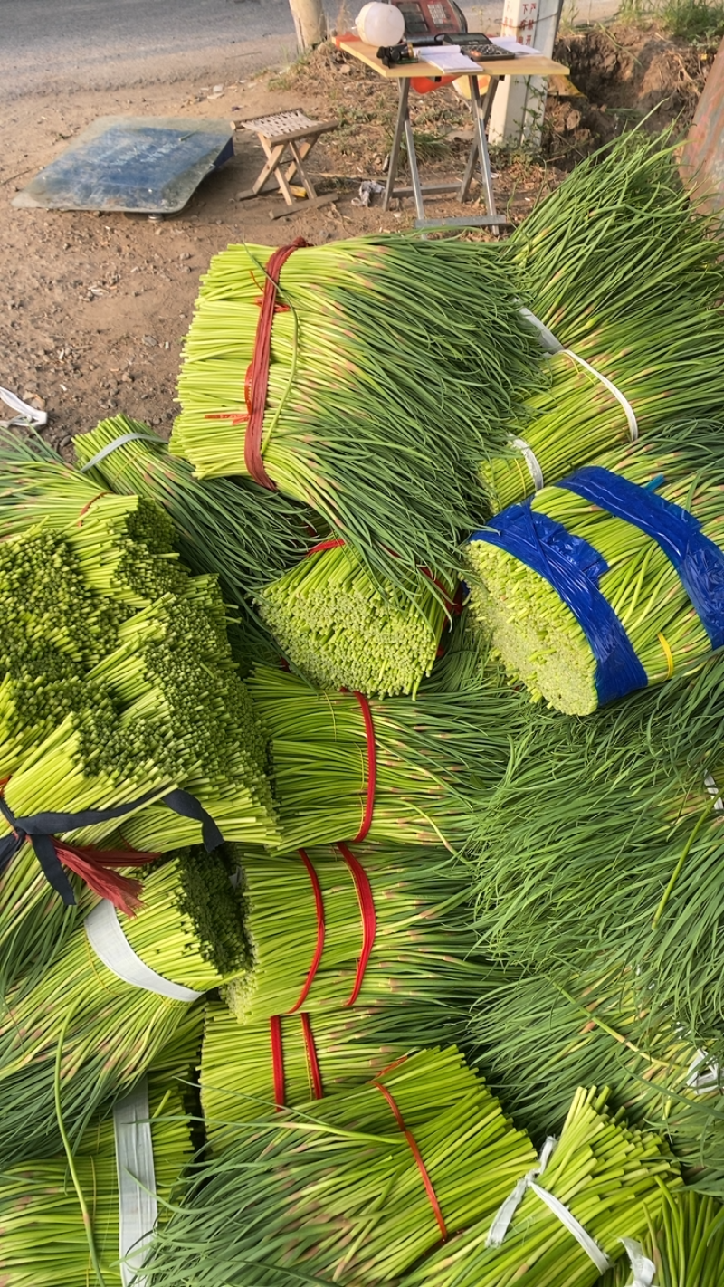蒜薹/精品红帽短苔子/干苔无泡水/产地直发/质优价廉