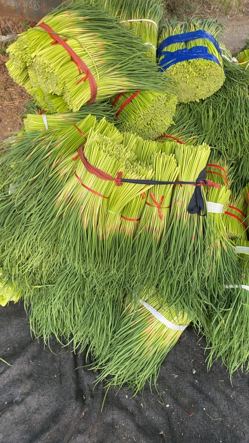 蒜薹/精品红帽短苔子/干苔无泡水/产地直发/质优价廉
