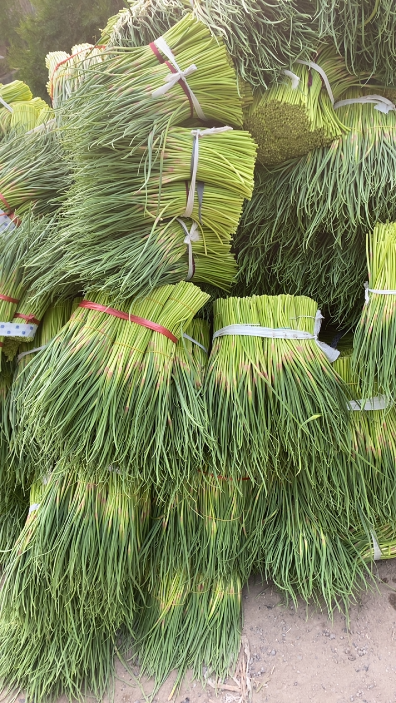 蒜薹/精品红帽短苔子/干苔无泡水/产地直发/质优价廉