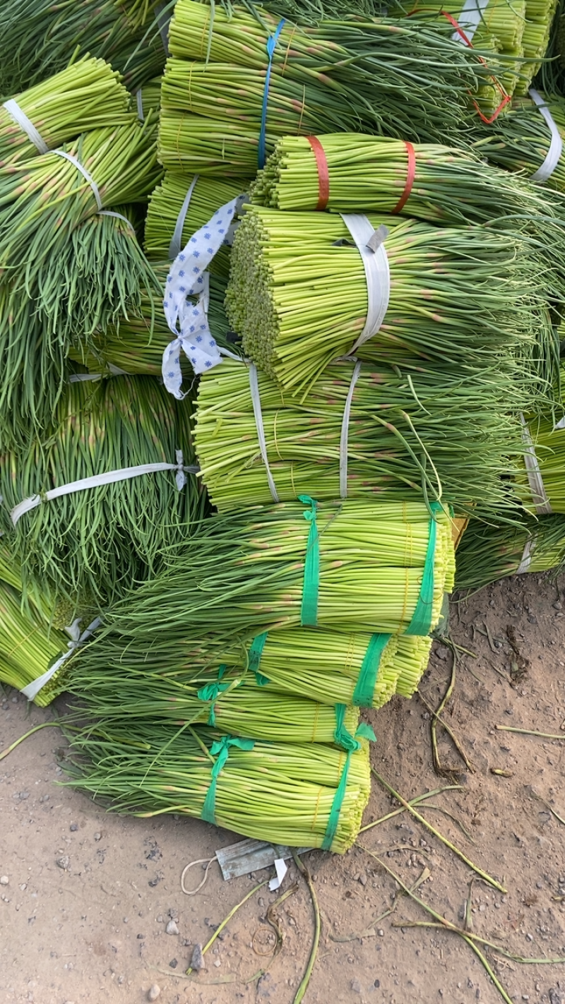 蒜薹/精品红帽短苔子/干苔无泡水/产地直发/质优价廉