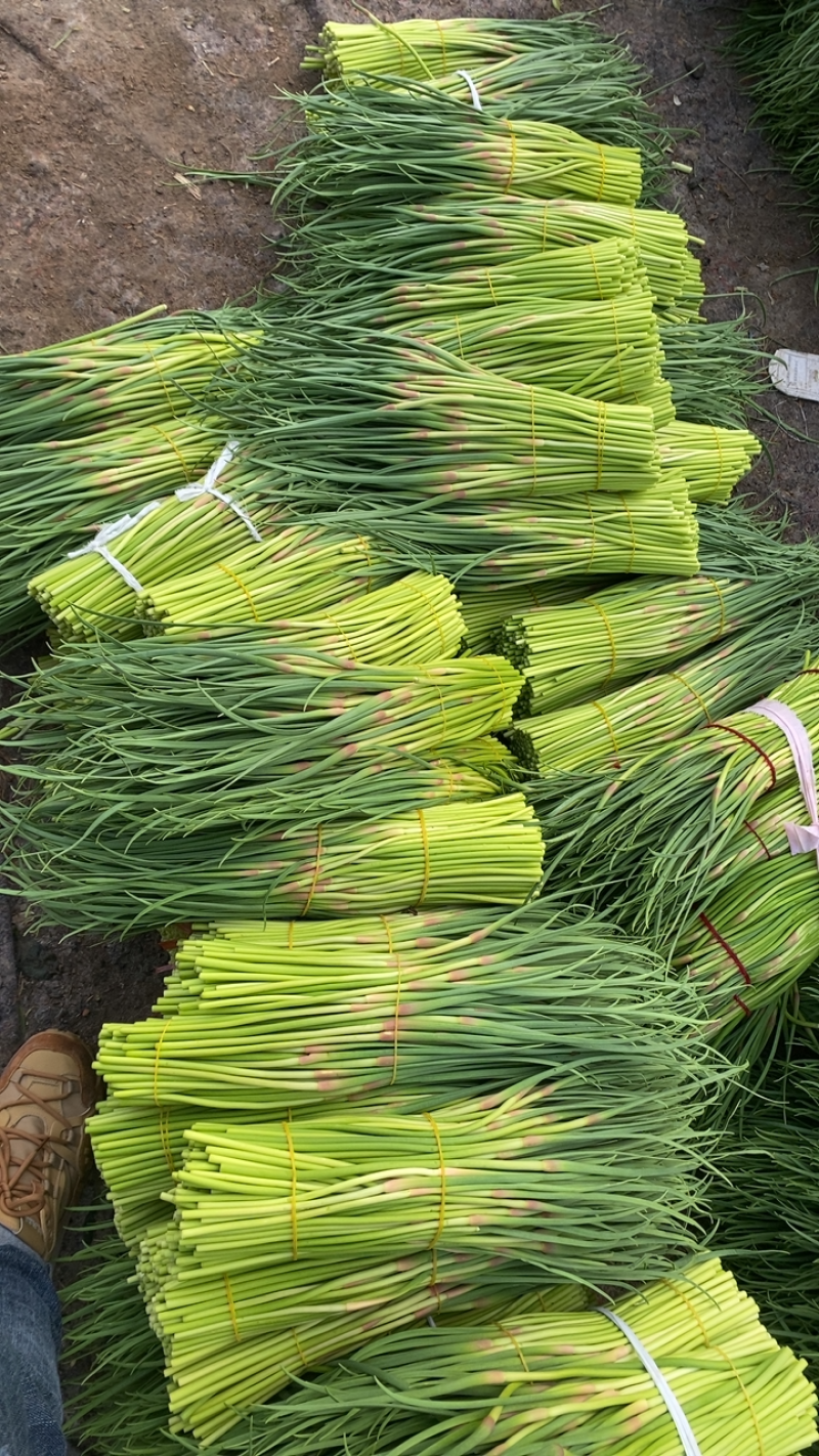 蒜薹/精品红帽短苔子/干苔无泡水/产地直发/质优价廉