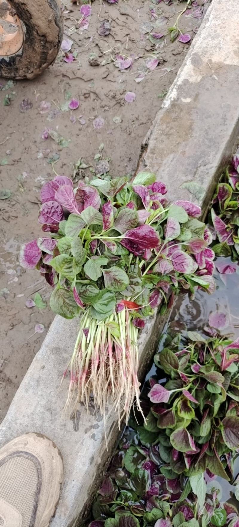 优质红苋菜