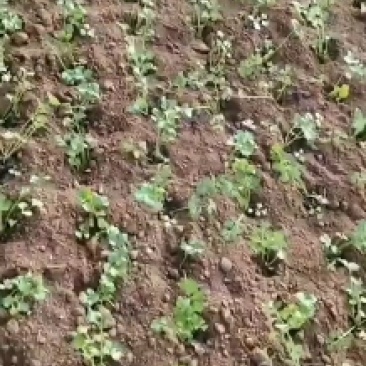 芹菜移栽机洋葱移栽机苗类移栽机