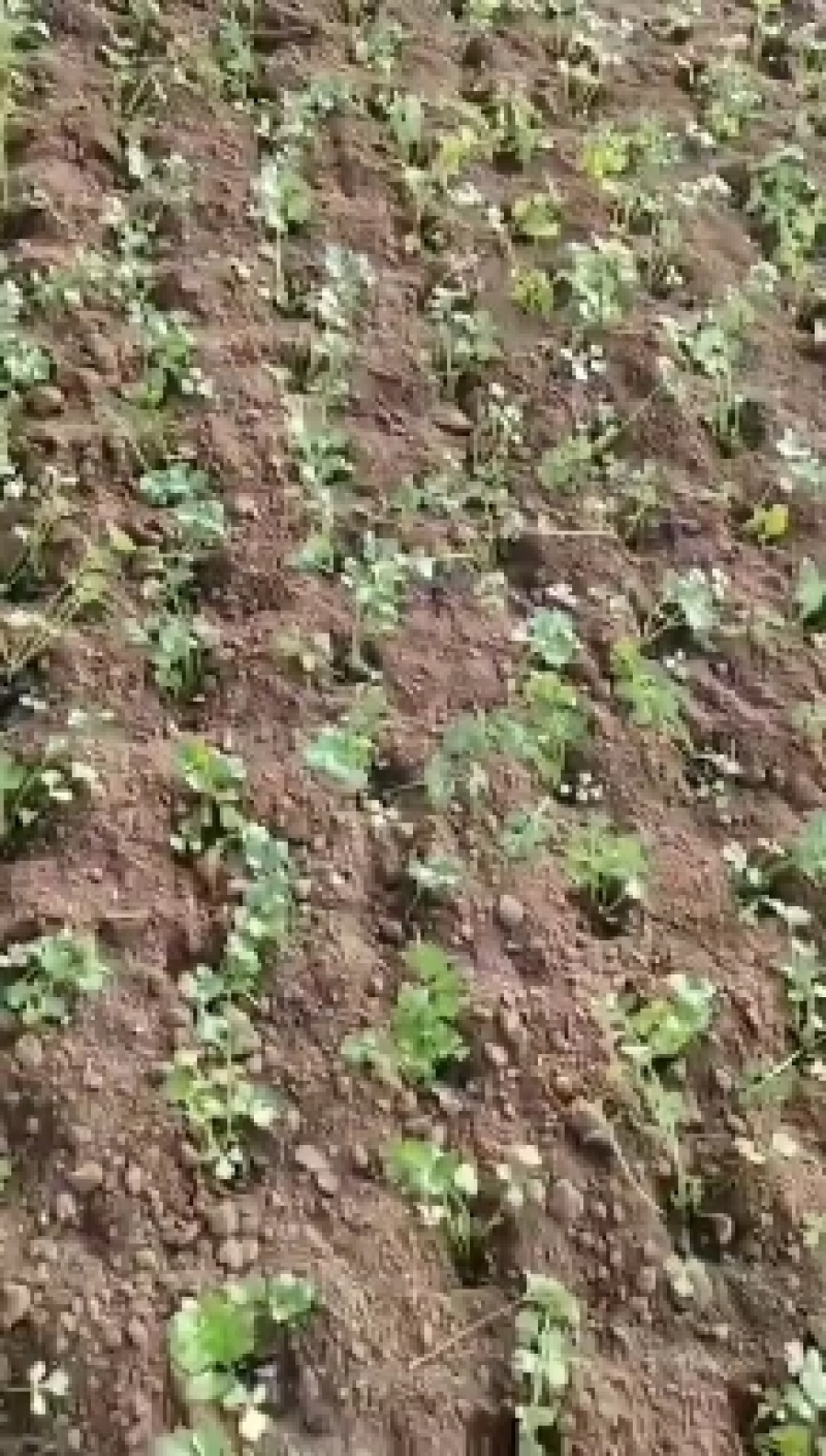 芹菜移栽机洋葱移栽机苗类移栽机