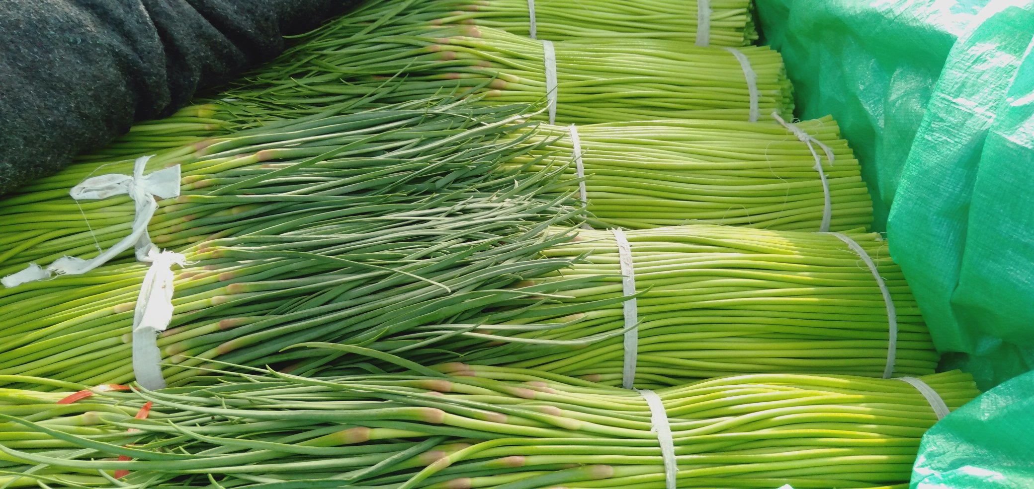 图中展示新鲜蒜薹与蒜苔的实物对比,清晰区分两者的形态特征 蒜薹与蒜苔对比图