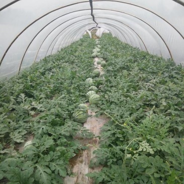 【热卖】大棚头茬西瓜甜瓜批发保甜保熟