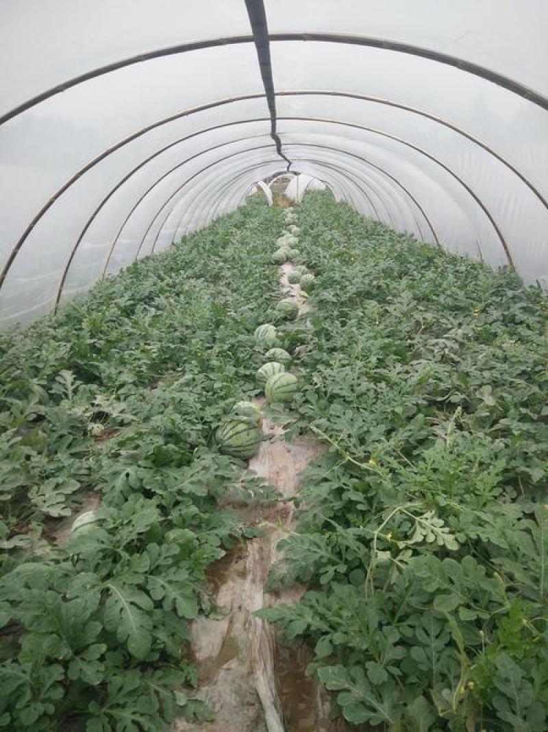 【热卖】大棚头茬西瓜甜瓜批发保甜保熟