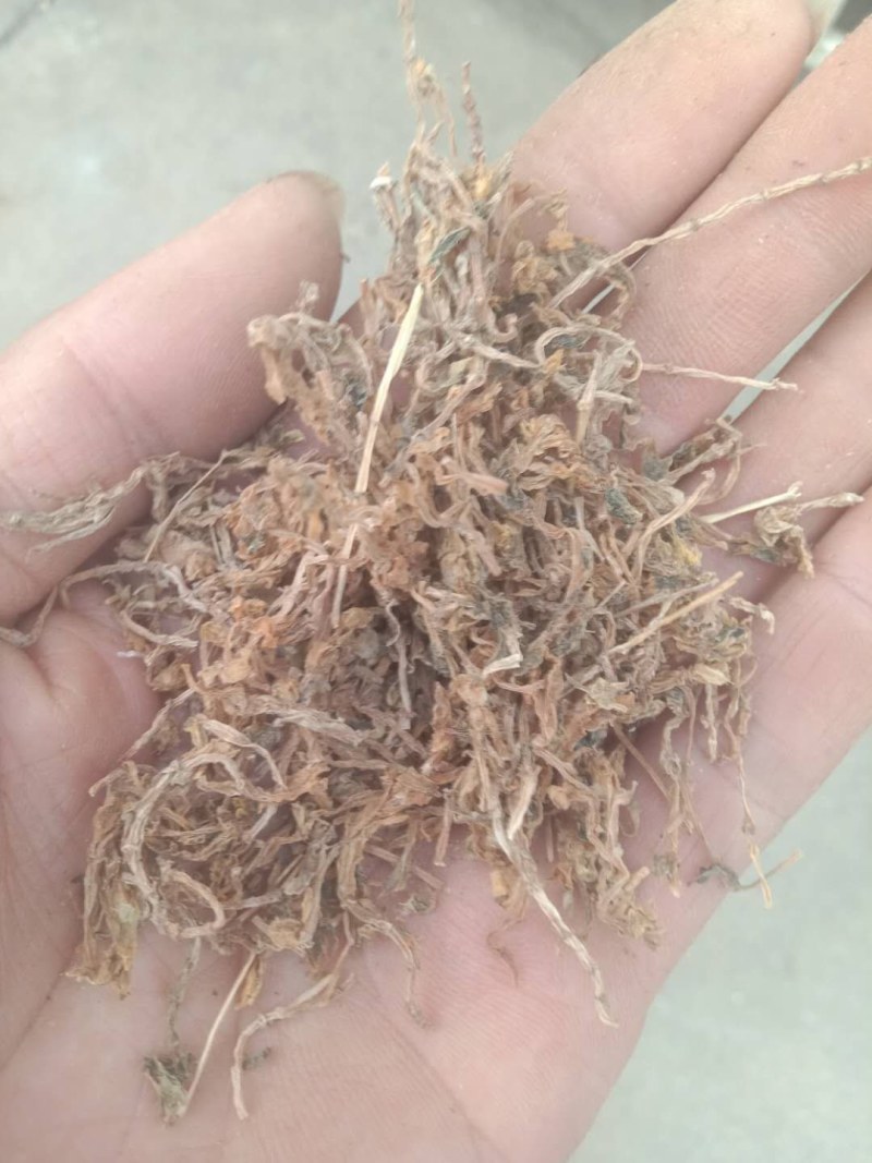 陕西商洛野生垂盆草，药用全草，无硫