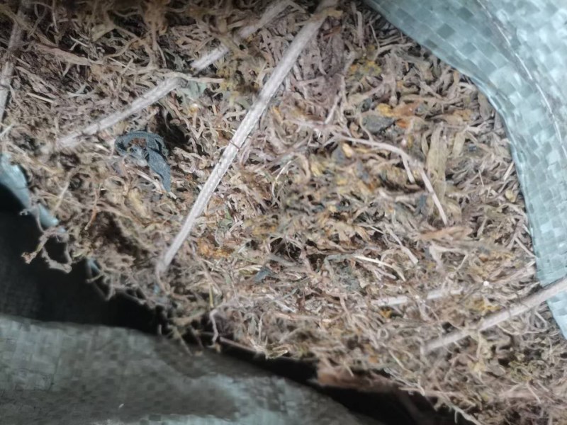 陕西商洛野生垂盆草，药用全草，无硫