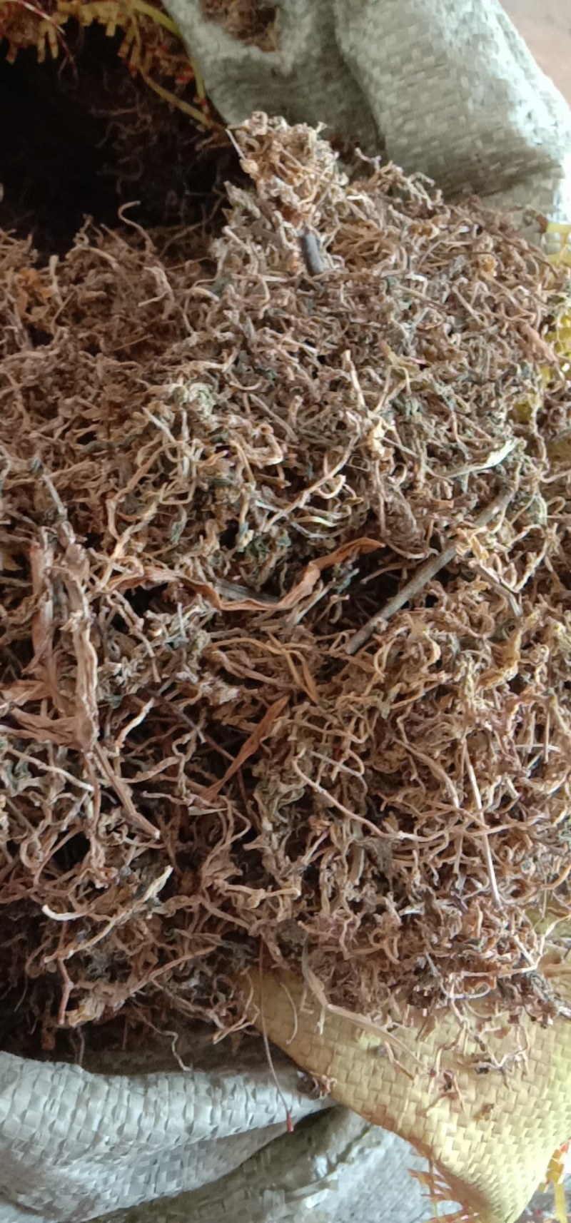 陕西商洛野生垂盆草，药用全草，无硫