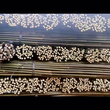 厘竹油竹黑木竹