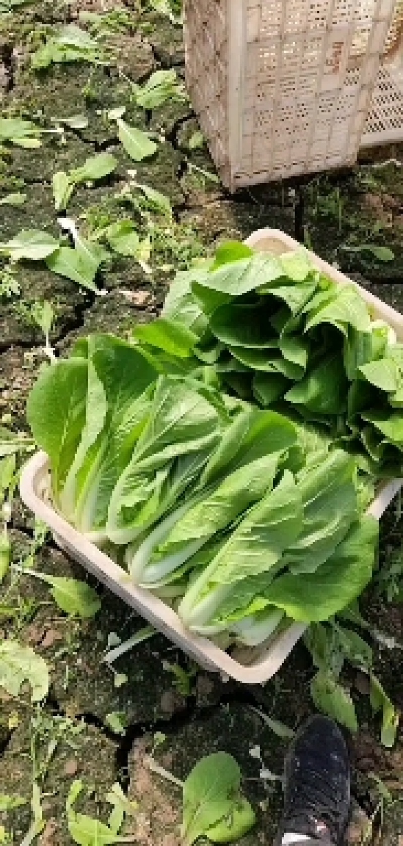 【优质】毛白菜，产地直发，货源充足欢迎各地采购商前来采