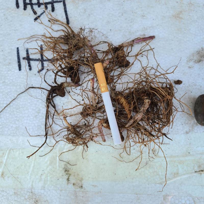 重楼七叶一枝花野生块茎