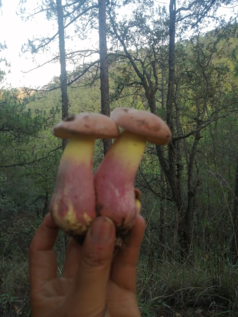 野生菌红葱（红牛肝）