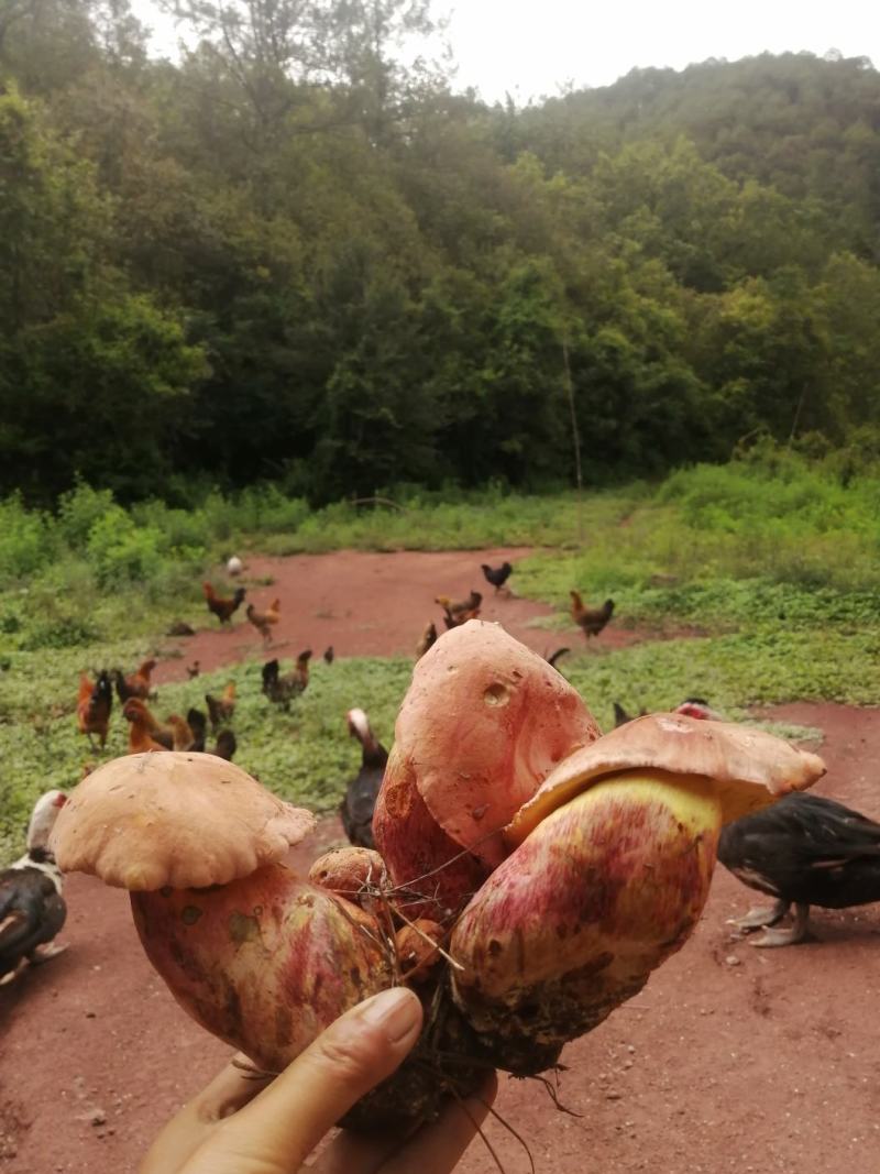 野生菌红葱（红牛肝）