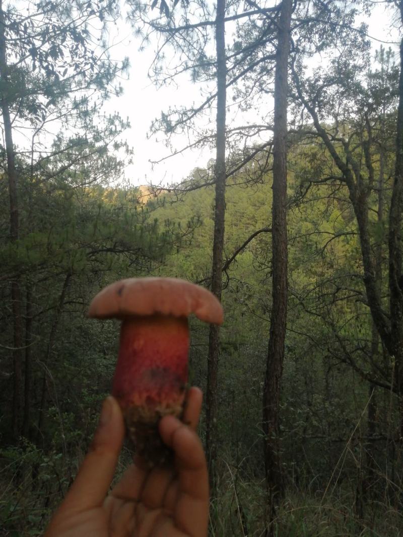 野生菌红葱（红牛肝）