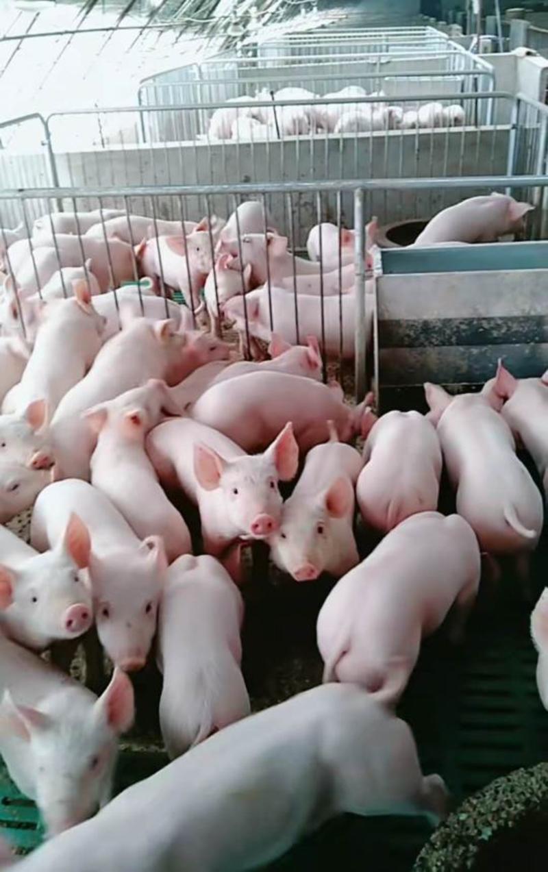 山东三元猪三元仔猪品种齐全防疫严格送猪到家包成活率