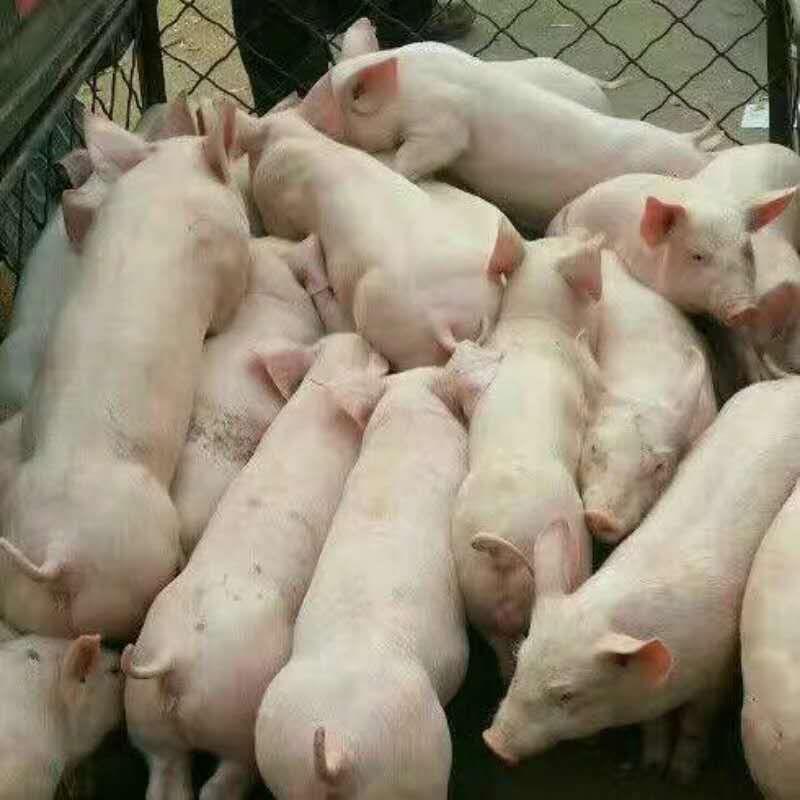 山东三元猪三元仔猪品种齐全防疫严格送猪到家包成活率