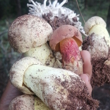 野生菌红葱（红牛肝）
