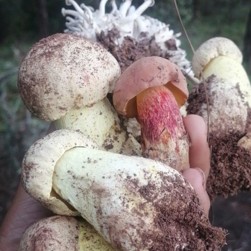 野生菌红葱（红牛肝）