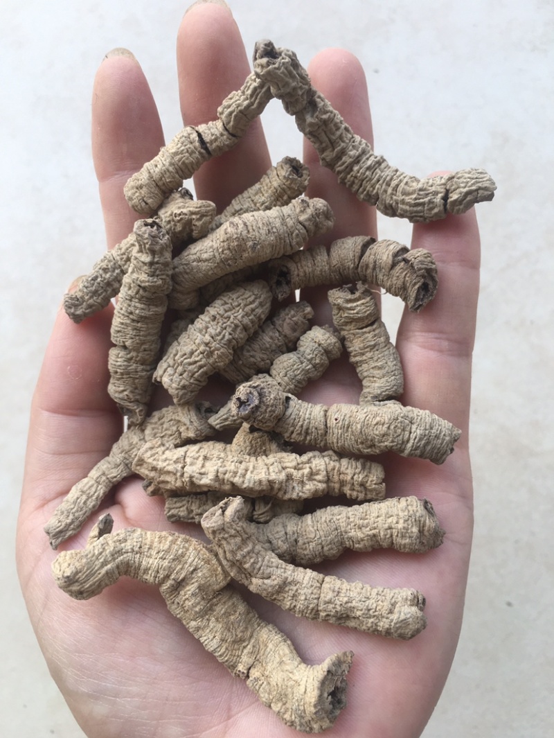 巴戟天大肉一手货源抽芯生晒中药材优质干货大量现货批发零售