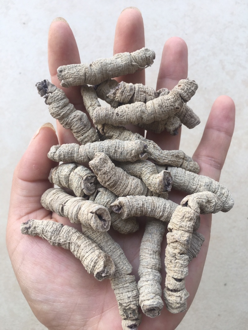 巴戟天大肉一手货源抽芯生晒中药材优质干货大量现货批发零售