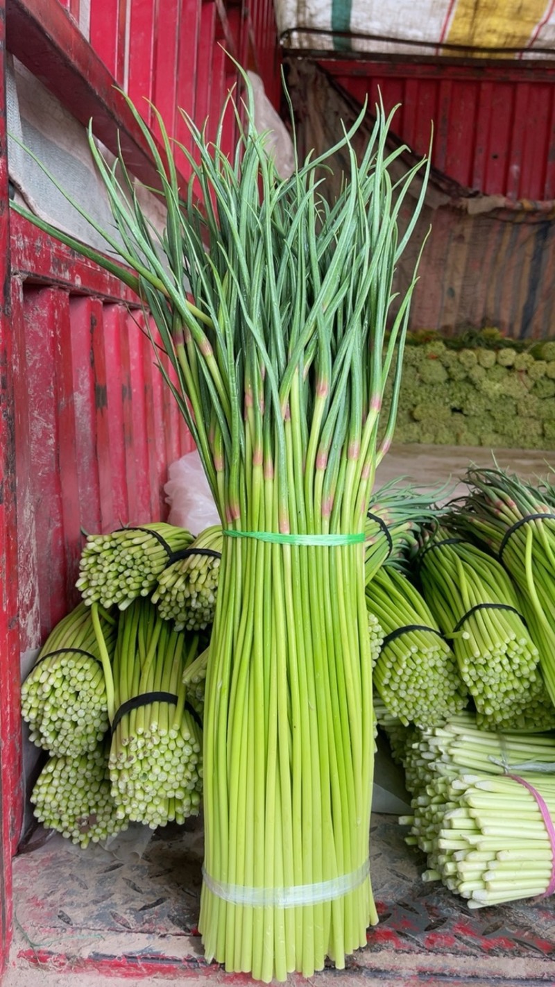 红帽蒜苔质量保证代发全国