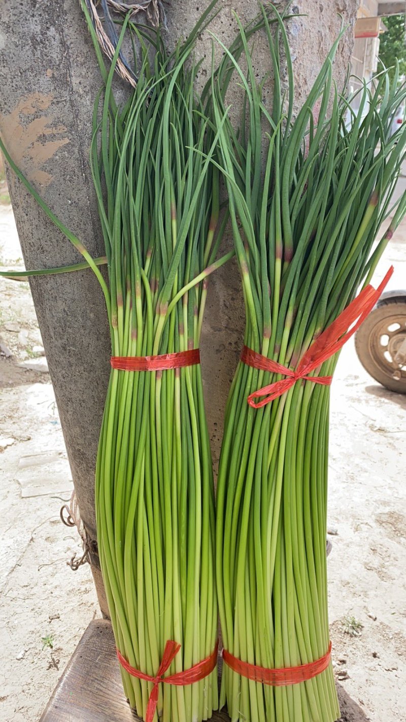 红帽蒜苔质量保证代发全国