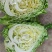 牛心甘蓝菜湖北当阳牛心菜大量上市牛心基地直供可视
