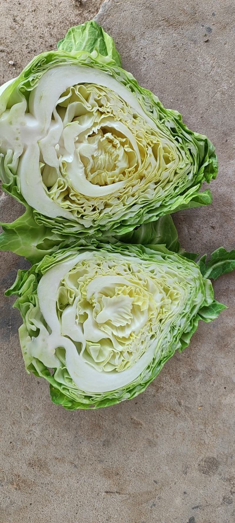 牛心甘蓝菜湖北当阳牛心菜大量上市牛心基地直供可视