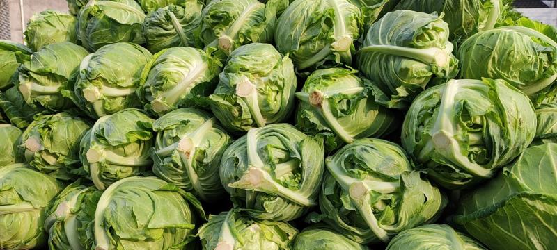 牛心甘蓝菜湖北当阳牛心菜大量上市牛心基地直供可视